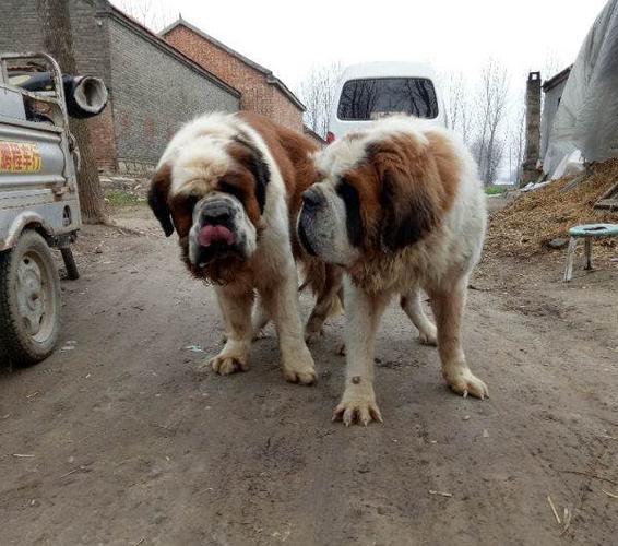 出售超级纯种巨型圣伯纳犬