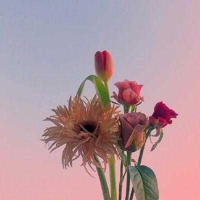 鲜花头像图片大全花束高清好看的头像