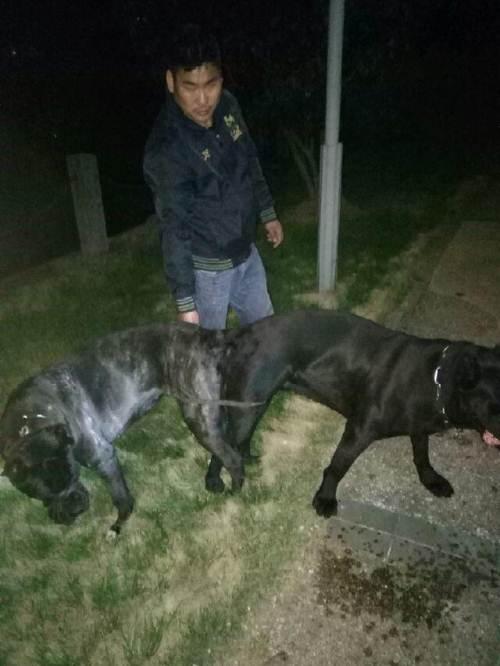 转让德国牧羊犬马犬杜高