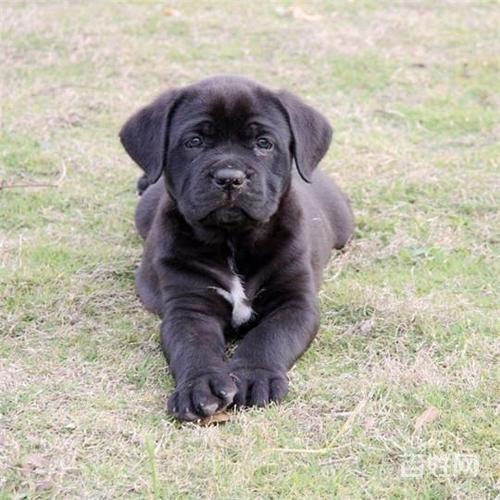 双血统卡斯罗犬 黑色卡斯罗幼犬黄色卡斯罗犬