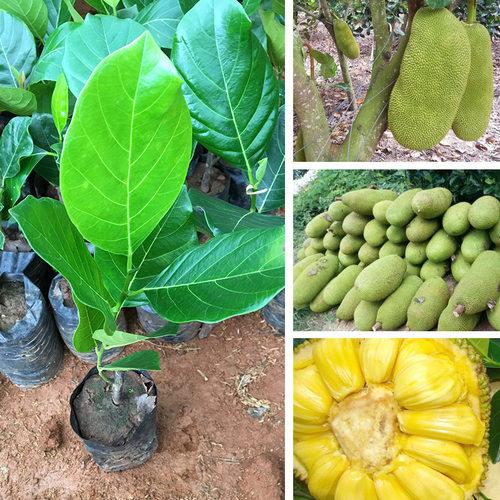 木菠萝树苗黄肉木菠萝广西嫁接苗带土带叶菠萝蜜果树苗包邮_7折现价25