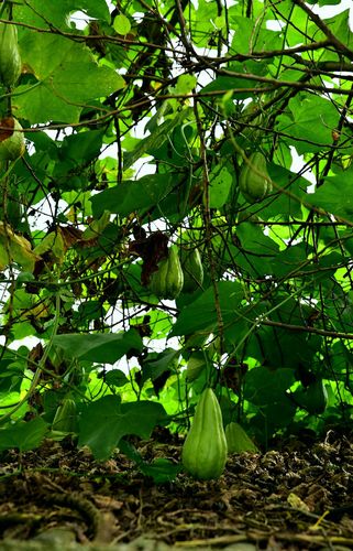 佛手瓜,藤蔓与丝瓜相似.