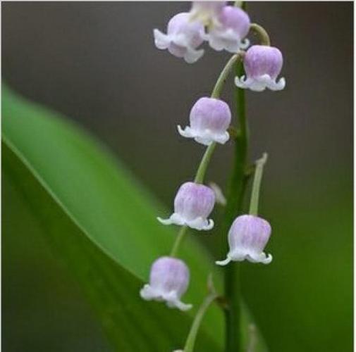 千千 秒杀德国蓝色紫色铃兰花种球 球根花卉 室内庭院