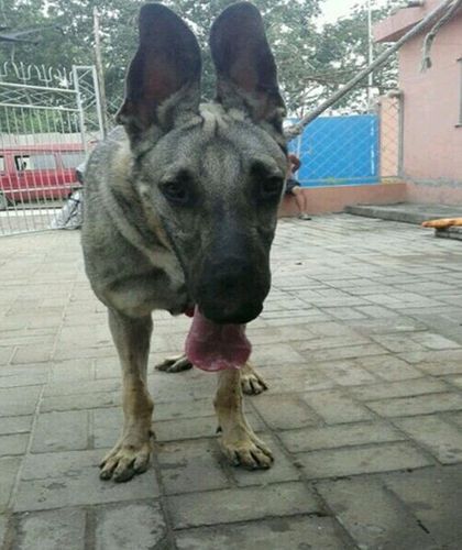 很多人听过狼青犬,但你听过驴青犬吗?利益驱使下的杂交新品种!