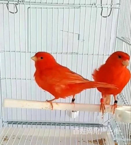 大红袍玉鸟原环子代出售