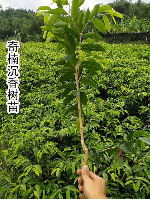 基地批发正宗奇楠沉香树苗一代棋楠木苗嫁接绿奇白奇虎斑棋苗盆栽