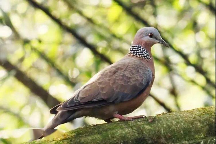 珠颈斑鸠