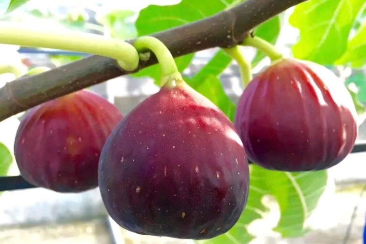 波姬红无花果苗 保证品种纯度 包成活 基地现挖直销 后期免费技术指导