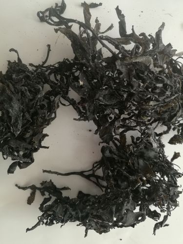 大叶藻 药材用大叶藻 大叶海藻药材海藻 产地捕捞加工