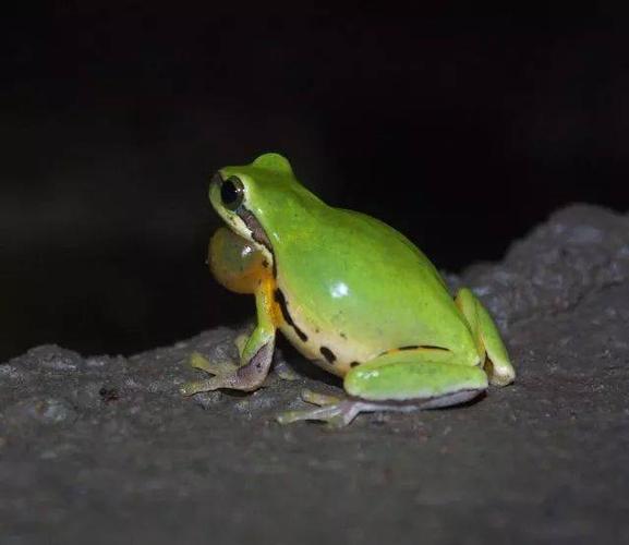 蛙类调查于今年3月启动,经过3次的调查与考察,莒溪自然保护区境内共