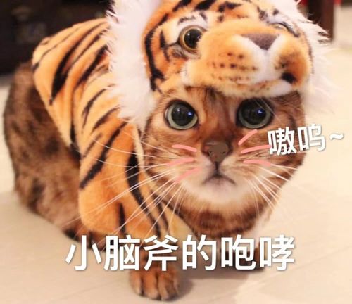 一致超级可爱的猫咪; 以上就是小新给大家分享的今日份猫咪沙雕表情包
