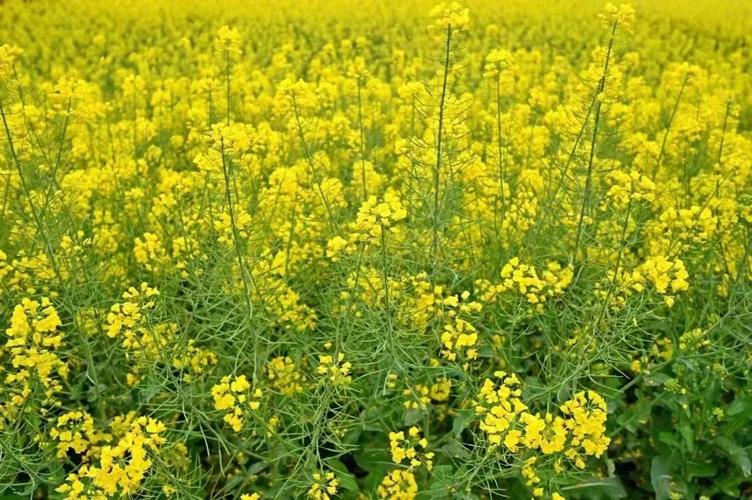 一抹明黄提醒你2022年朋友圈油菜花摄影大赛开幕啦
