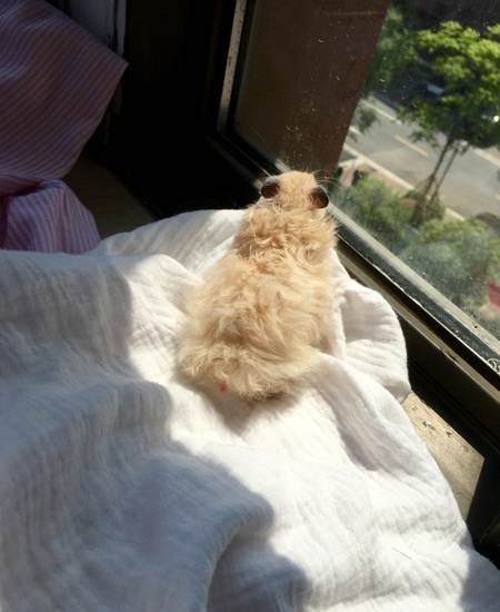 家养长毛金丝熊,性格很好