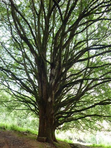 和顺——千手观音树