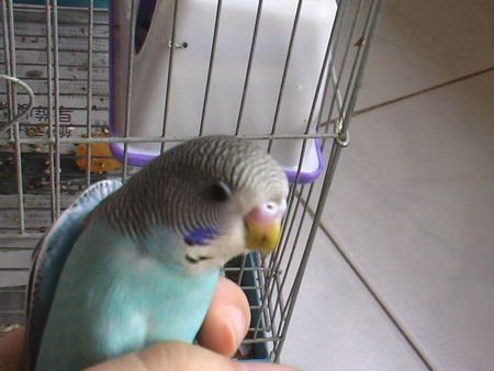 虎皮鹦鹉鼻子上长了两个白色的东西