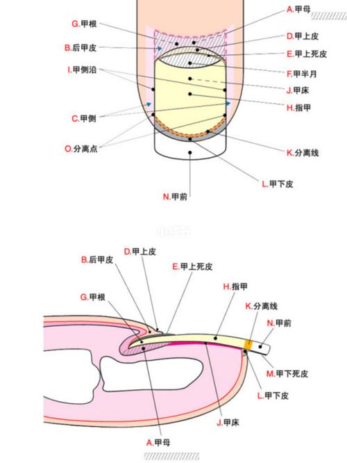 国际标准指甲构造图记得收藏好