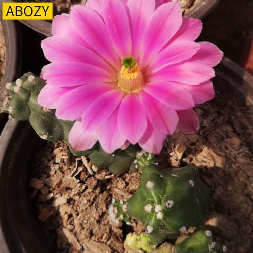 少刺水仙b情郎仙人掌科鹿角柱属美花角盆栽仙人球阳台花卉绿植多