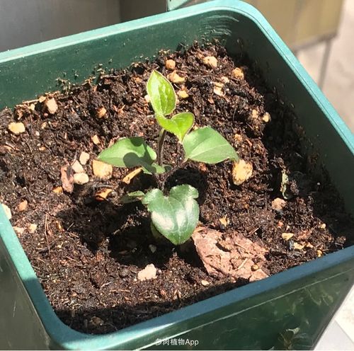 播种的铁线莲发芽了