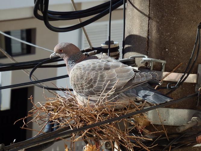 鸟,鸽子,鸽子巢,小鸟,鸽子