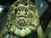 印度星斑陆龟|3|13