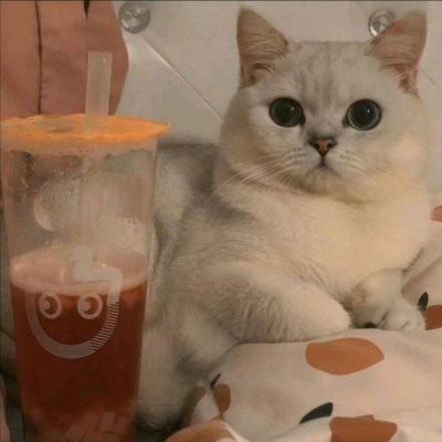 搞怪可爱的萌宠动物微信头像 今天很乖想你也没有找你分享!