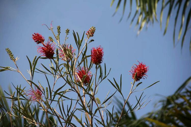 银桦花