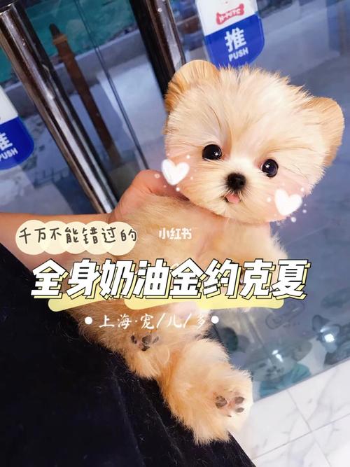 千万不能错过的94全身奶油金约克夏宝宝78_约克夏