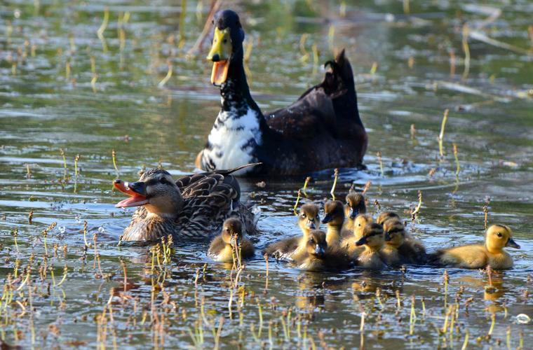 野鸭的种类有20余种,但以绿头鸭为主,其体型与麻鸭相似.