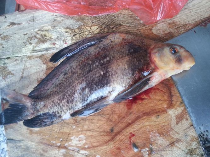 3条回答  2 分钟前 phaeton29|来自:手机知道|十四级 中华胭脂鱼