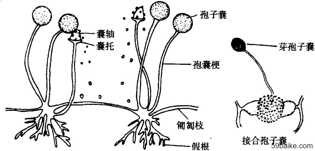 根霉的形态和构造