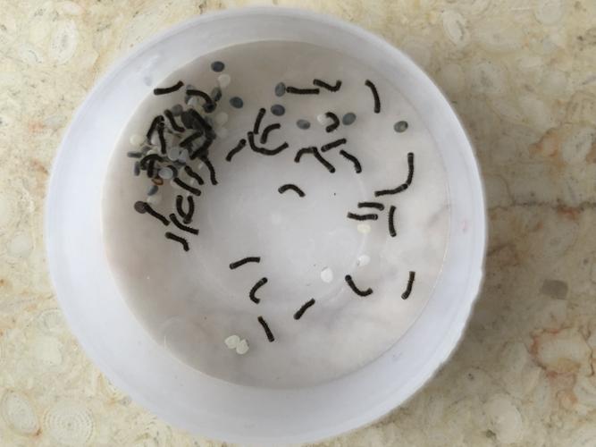 今天我发现蚕卵孵化出了蚕宝宝,看到了收获,心里美滋滋的!