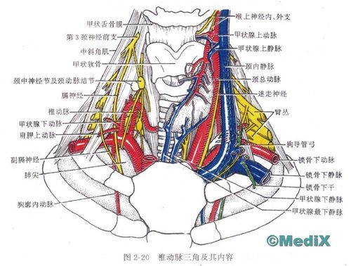 椎动脉三角及其内容