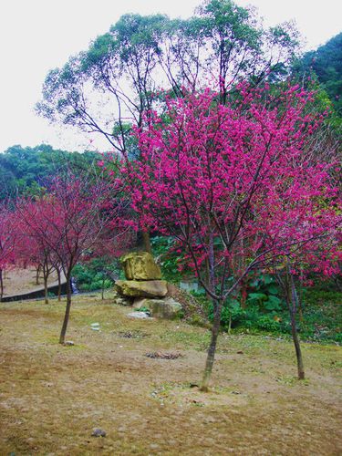 福州——花与蜜的城市