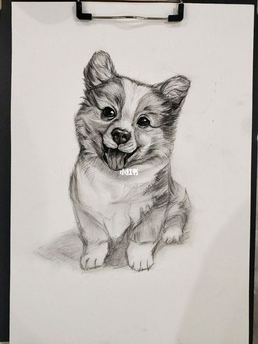 新手绘画练习小狗狗炭笔素描