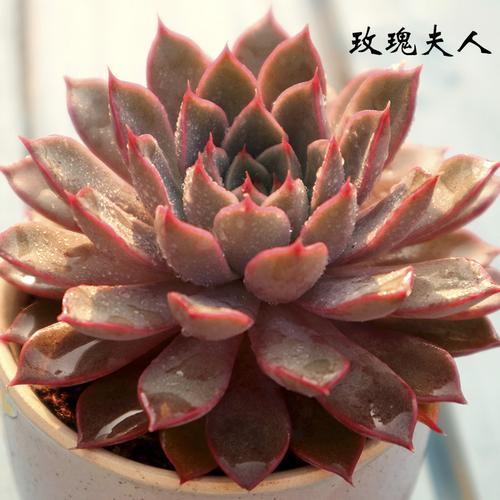 玫瑰夫人人多植物嘟嘟多肉创意花卉绿植盆栽多肉植物