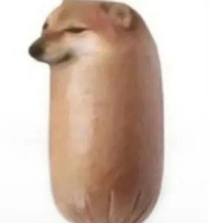 刷屏几亿人表情包的柴犬cheems正成为下一个doge