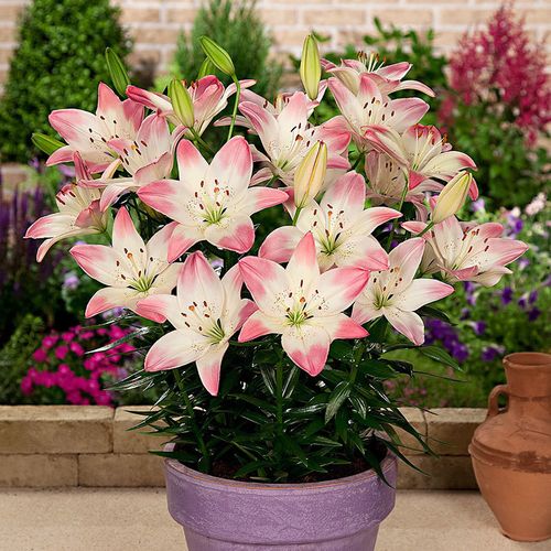 苏宁严选优品直营百合花种球香水百合花卉盆栽种孑鲜花矮生植物冬季养