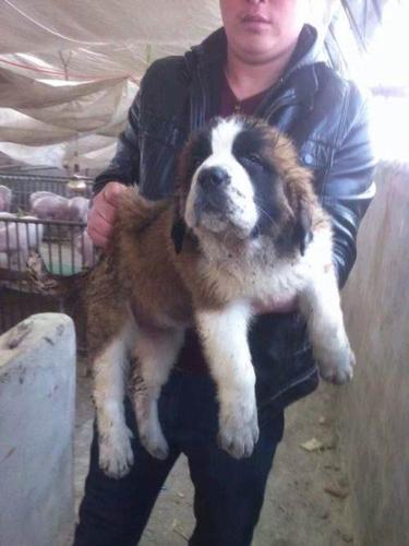 出售圣伯纳幼犬多只