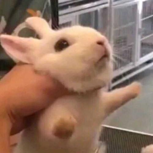 有没有一些既可爱又沙雕的女生头像?