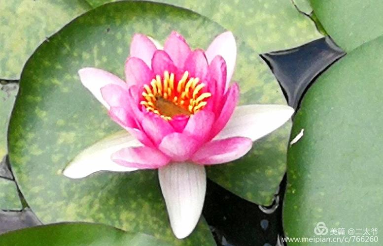 伏天看莲花,静心又清心.