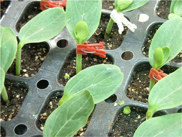 瓜农把西瓜嫁接到南瓜上,瓜熟后拿刀切开,瓜瓤是红心还是黄心?