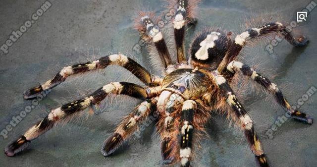 关于这种蜘蛛毒液的毒性,相关资料并不多.