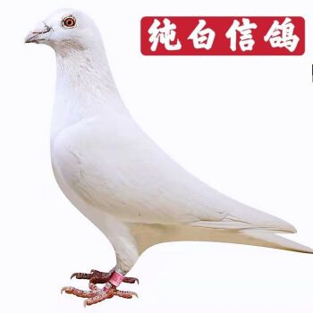 白色信鸽日本村松白鸽子纯白信鸽种鸽活物一对血统鸽比赛鸽子 成年种