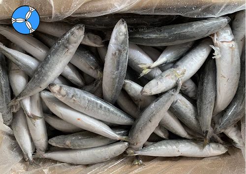 horse mackerel