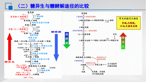 05-糖异生微生物学.pdf 15页