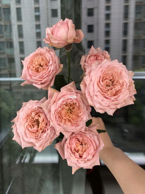 朱丽叶塔_鲜花_点缀生活的鲜花_家居家装_家居装饰