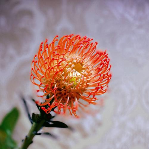 花与生活 | 南非针垫_夏天去哪玩_花语_本命年_家居家装_家居装饰