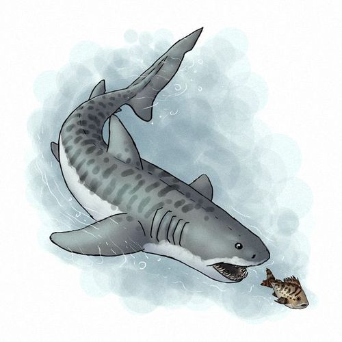 教你超写实鲨鱼板绘画法教程!|大白鲨