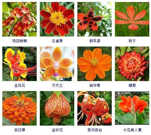 盘点上千种按颜色分类的花卉品种大全!建议收藏