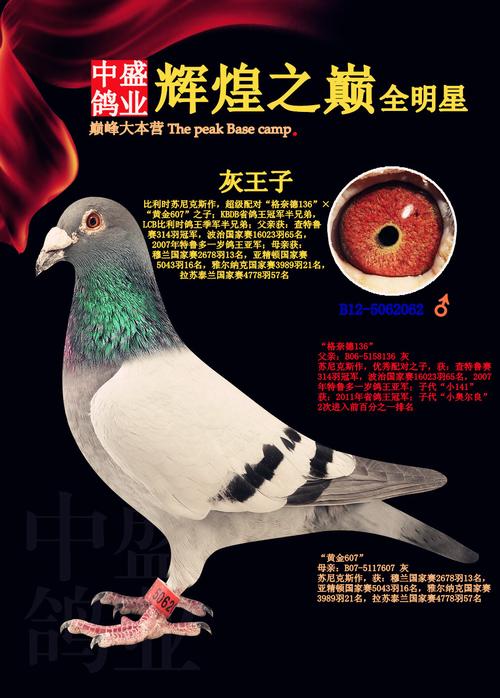 中盛鸽业---灰王子